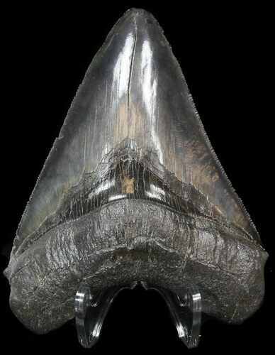 Serrated Megalodon Tooth - South Carolina #42236